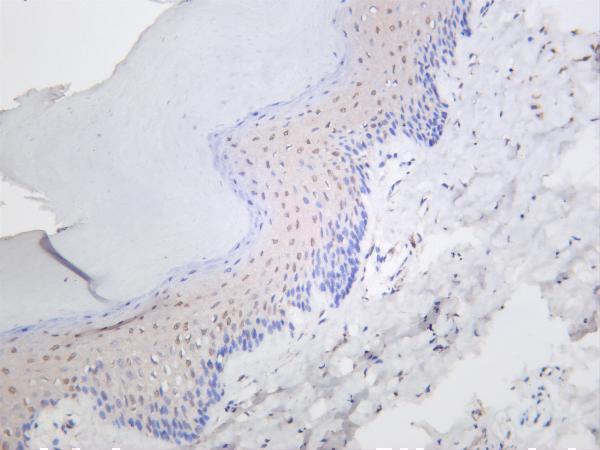 m00145 7 cdkn1a primary antibodies ihc testing 1