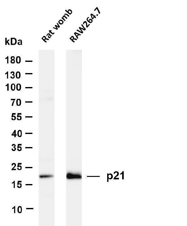 m00145 7 cdkn1a primary antibodies wb testing 1
