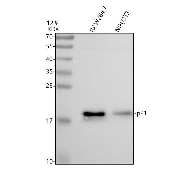 Western blot analysis of p21/CDKN1A using anti-p21/CDKN1A antibody (M00145-8)