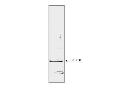 m00145 cdkn1a primary antibodies wb testing 1