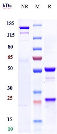 Anti-IGF-1 Reference Antibody (xentuzumab) on SDS-PAGE under reducing (R) condition