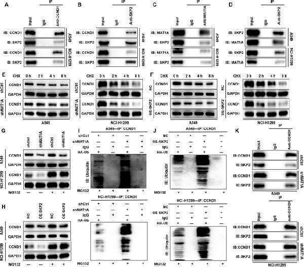 m00149 1 41419_2024_7113_fig4_html