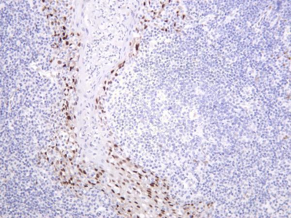 Human tonsil was stained with anti-Cyclin D1 rabbit antibody