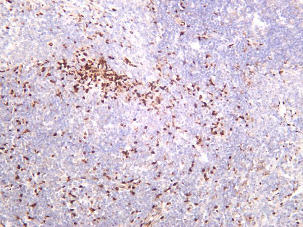 Rat spleen was stained with anti-Cyclin D1 rabbit antibody