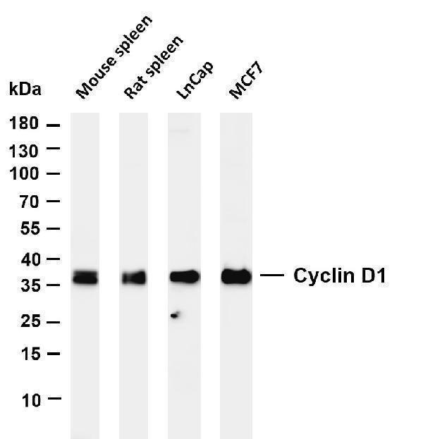 m00149 5 ccnd1 primary antibodies wb testing 1
