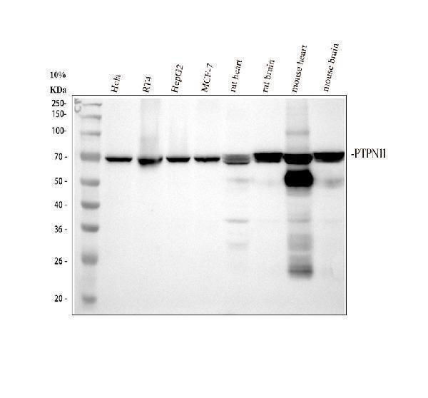Western blot analysis of SHP2/PTPN11 using anti-SHP2/PTPN11 antibody (M00150-2)