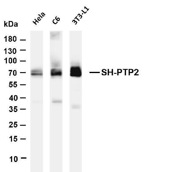 Various whole cell lysates were separated by 4-20% SDS-PAGE, and the membrane was blotted with anti-SH-PTP2 antibody