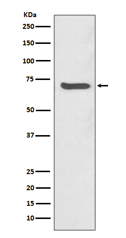 Western blot analysis of SHP2 expression in Jurkat cell lysate