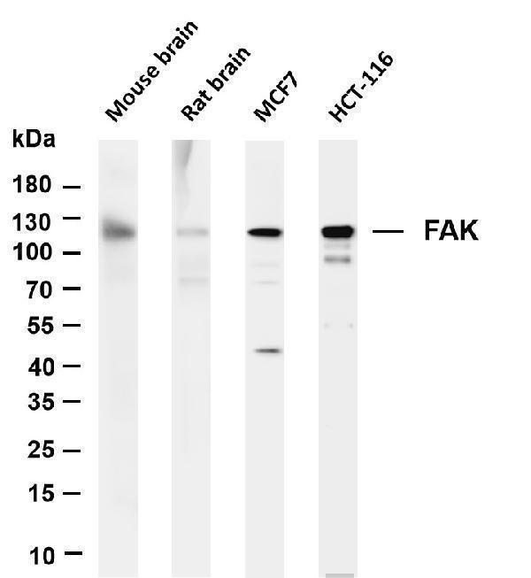 m00151 2 ptk2 primary antibodies wb testing 1