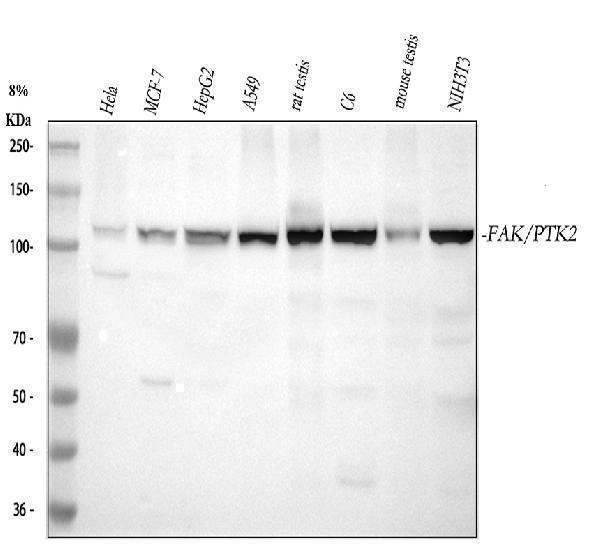m00151 ptk2 primary antibodies wb testing 1