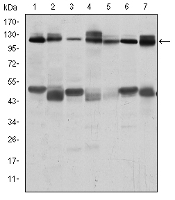 Western Blot analysis using Cbl Monoclonal Antibody against RAJI (1), RAW264