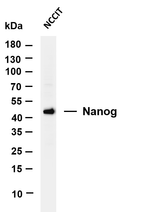 Various whole cell lysates were separated by 4-20% SDS-PAGE, and the membrane was blotted with anti-Nanog antibody