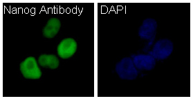 Immunofluorescent analysis of NCCIT cells, using Nanog Antibody