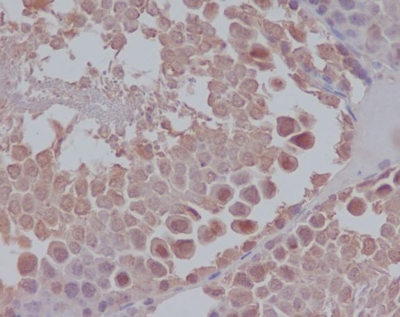 m00153 ihc