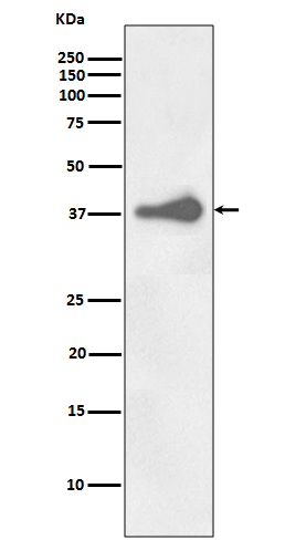 Western blot analysis of Nanog expression in NCCIT cell lysate