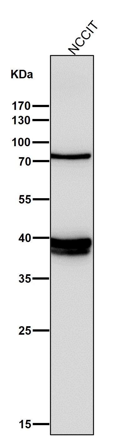 All lanes use the Antibody at 1:3K dilution for 1 hour at room temperature
