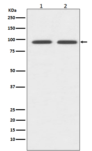Anti-CD19 Rabbit Monoclonal Antibody Anti-CD19 Rabbit Monoclonal Antibody