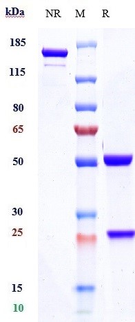 Anti-CD19 Reference Antibody (inebilizumab) on SDS-PAGE under reducing (R) condition