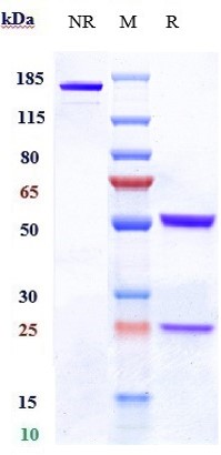 Anti-CD19 Reference Antibody (denintuzumab) on SDS-PAGE under reducing (R) condition