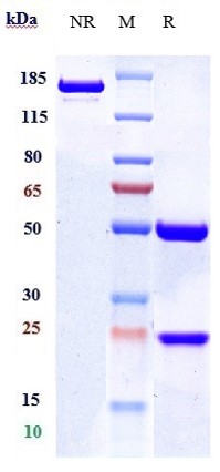 Anti-CD19 Reference Antibody (Duke U
