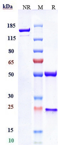 Anti-CD19 Reference Antibody (denintuzumab-MMAF) on SDS-PAGE under reducing (R) condition