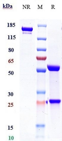 Anti-CD19 Reference Antibody (Loncastuximab tesirine) on SDS-PAGE under reducing (R) condition