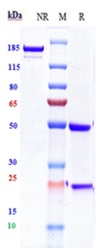 Anti-CD19 Reference Antibody (Loncastuximab) on SDS-PAGE under reducing (R) condition