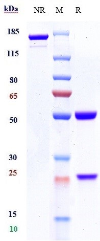 Anti-CD19 Reference Antibody (tafasitamab) on SDS-PAGE under reducing (R) condition