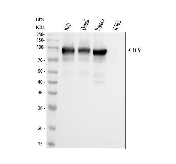 Western blot analysis of CD19 using anti-CD19 antibody (M00154)