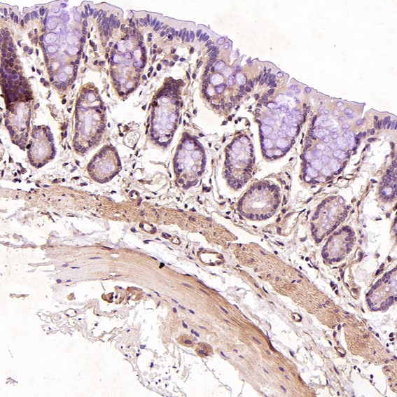 Anti-CD19 Rabbit Monoclonal Antibody Anti-CD19 Rabbit Monoclonal Antibody