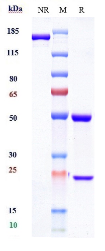 Anti-Complement C5 Reference Antibody (eculizumab) on SDS-PAGE under reducing (R) condition
