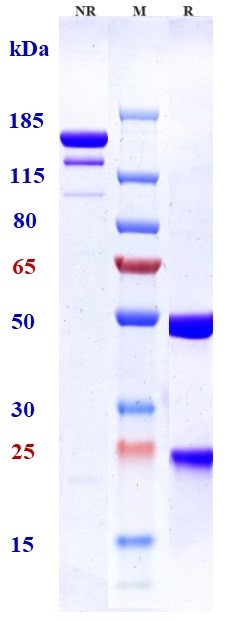 Anti-Complement C5 Reference Antibody (tesidolumab) on SDS-PAGE under reducing (R) condition