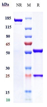 Anti-Complement C5 Reference Antibody (lendalizumab) on SDS-PAGE under reducing (R) condition
