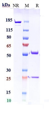 Anti-Complement C5 Reference Antibody (pozelimab) on SDS-PAGE under reducing (R) condition
