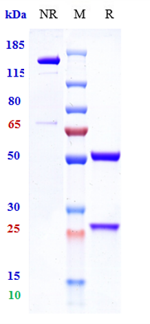 Anti-Complement C5 Reference Antibody (vilobelimab) on SDS-PAGE under reducing (R) condition