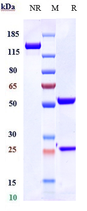 Anti-Complement C5 Reference Antibody (ravulizumab) on SDS-PAGE under reducing (R) condition