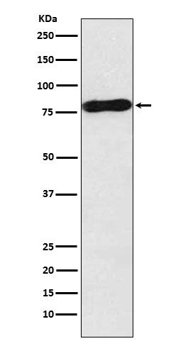 Western blot analysis of c-Myb expression in MOLT4 cell lysate