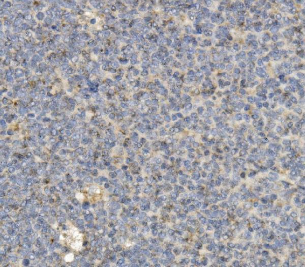 m00158 1 ccr2 primary antibodies ihc testing 3