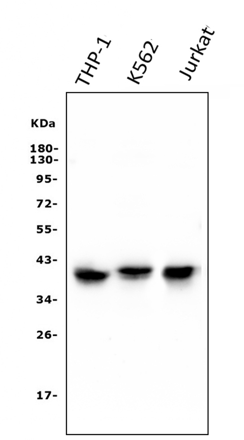 m00158 1 ccr2 primary antibodies wb testing 1