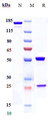 m00158 3 sds page