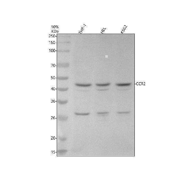 m00158 ccr2 primary antibodies wb testing 1