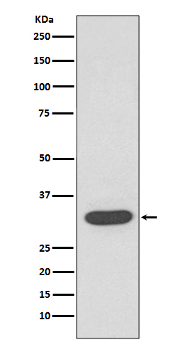 m00159 1 wb
