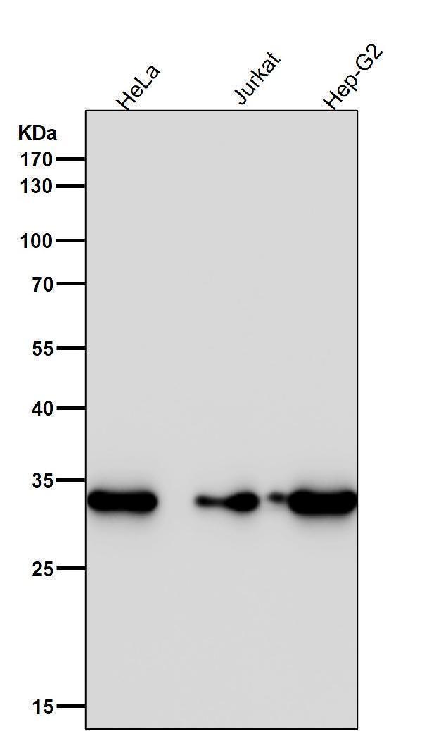 All lanes use the Antibody at 1:2K dilution for 1 hour at room temperature