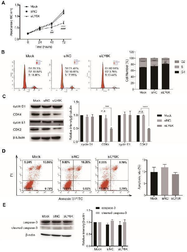 LY6K knockdown inhibits cell proliferation by causing cell-cycle arrest in the G1-phase