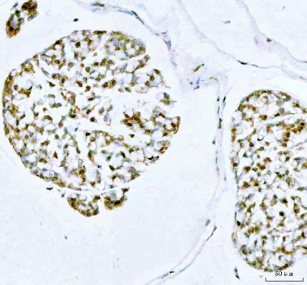 m00160 prc1 primary antibodies ihc testing 3