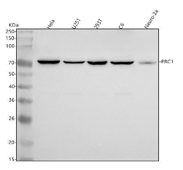 m00160 prc1 primary antibodies wb testing 1