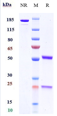 m00162 1 sds page