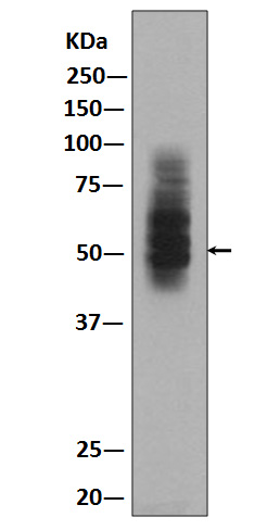 Western blot analysis of GLUT1 expression in HepG2  lysate