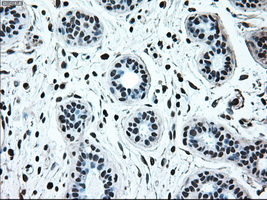 Immunohistochemical staining of paraffin-embedded breast tissue within the normal limits using anti-IRF3 mouse monoclonal antibody