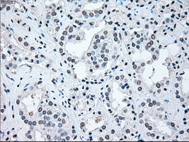 m00165 1 anti irf3 mouse monoclonal antibody clone id oti5d2 ihc testing 13